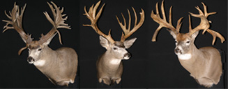 Eastmans_Display