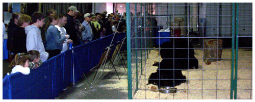 Bear Show